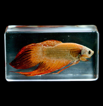Siamese Fighting Fish In Acrylic - Paxton Gate