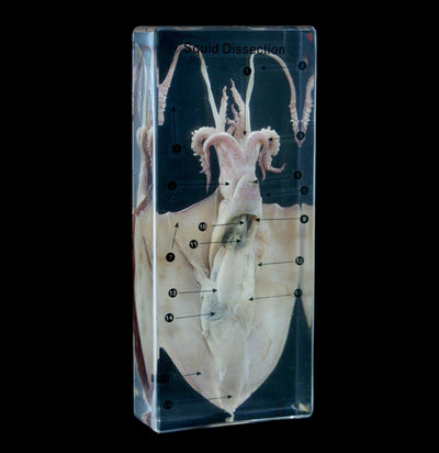 Squid Dissection in Acrylic - Paxton Gate