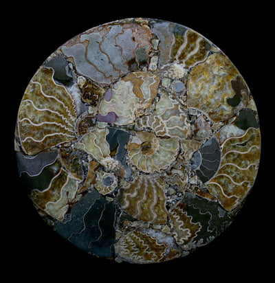 Ammonite Coaster Plate - Paxton Gate