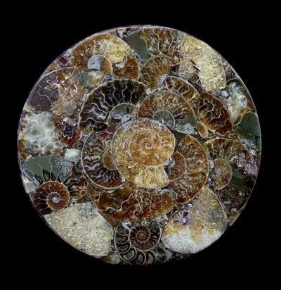 Ammonite Coaster - Paxton Gate