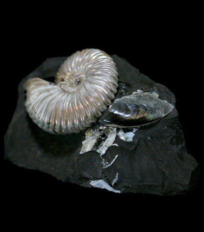 Iridescent Ammonite in Matrix - Paxton Gate