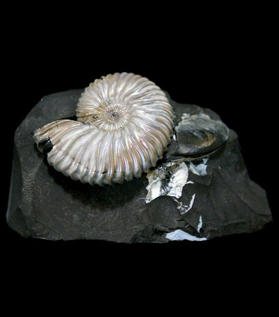 Iridescent Ammonite in Matrix - Paxton Gate