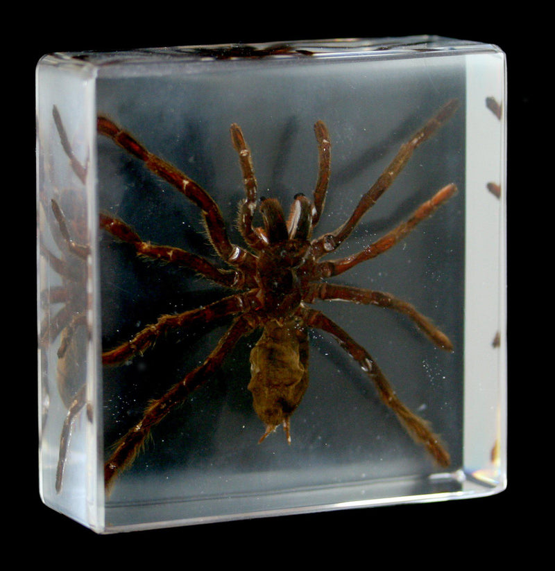Tarantula In Acrylic - Paxton Gate
