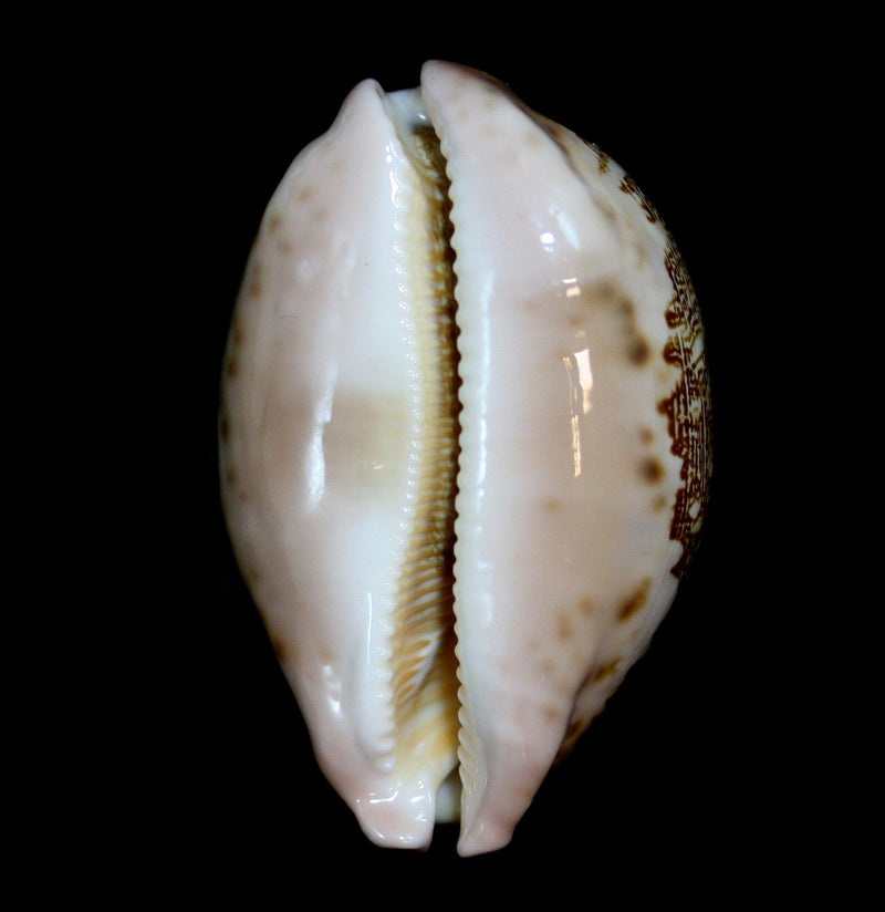 Map Cowrie Shell - Paxton Gate