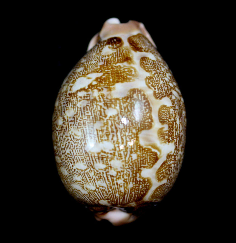 Map Cowrie Shell - Paxton Gate
