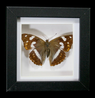 Butterfly In Shadow Box Frame - Paxton Gate