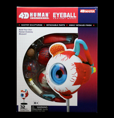 4D vision Human Eyeball Model - Paxton Gate