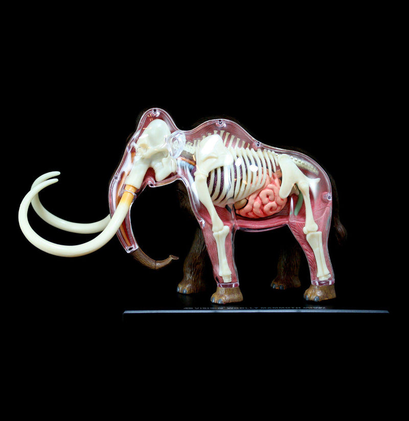 4D Woolly Mammoth Model - Paxton Gate