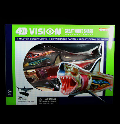 4D Vision Great White Shark Model - Paxton Gate