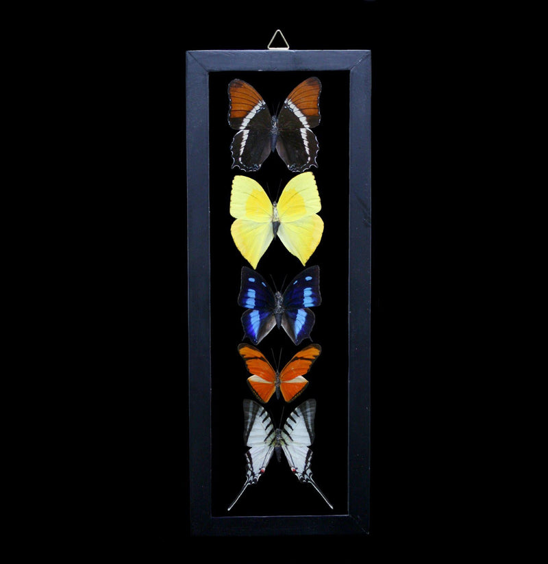 Five Double Glass Framed Mixed Butterflies - Paxton Gate