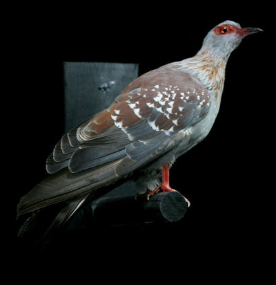 African Pigeon Taxidermy Bird - Paxton Gate