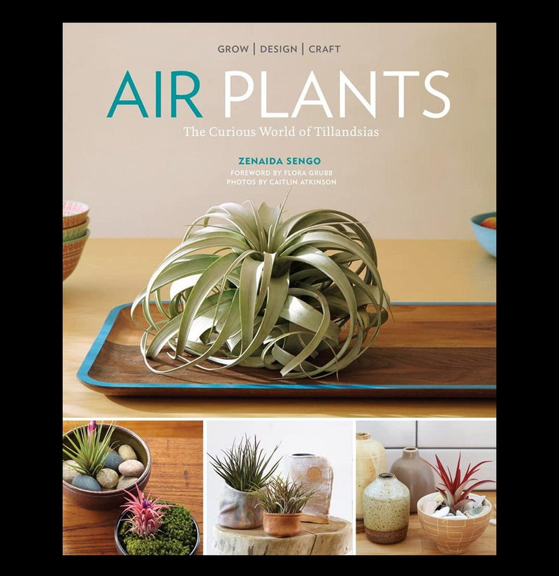 Air Plants: The Curious World of Tillandsias - Paxton Gate