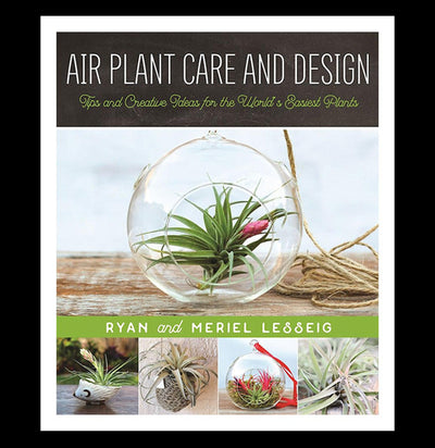 Air Plant Care and Design - Paxton Gate