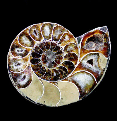 Cut and Polished Agatized Ammonites - Paxton Gate