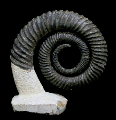 Anetoceras Ammonite Fossil - Paxton Gate