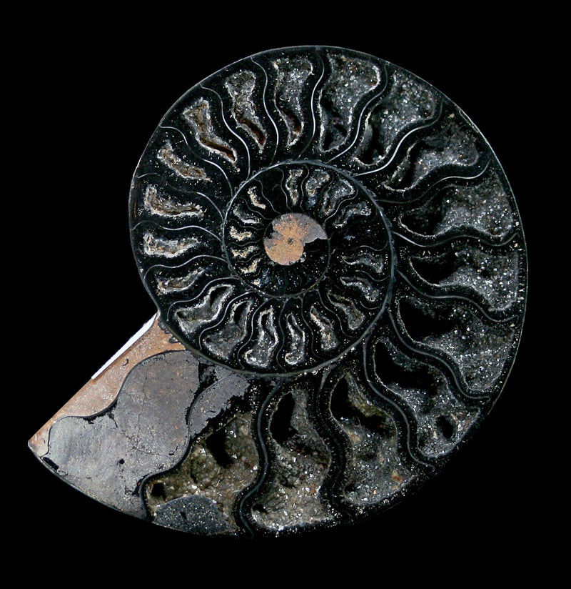 Agatized Black Ammonite Fossil - Paxton Gate