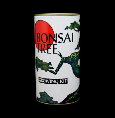 Japanese Maple Bonsai Tree Seed Grow Kit - Paxton Gate