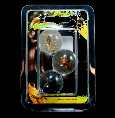 Scorpion and Spider Marble Set - Paxton Gate