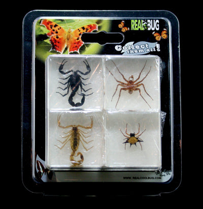 Scorpion and Spider in Acrylic Collection - Paxton Gate