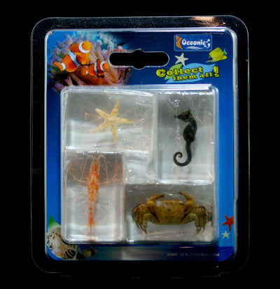 Sea Life Collection - Paxton Gate