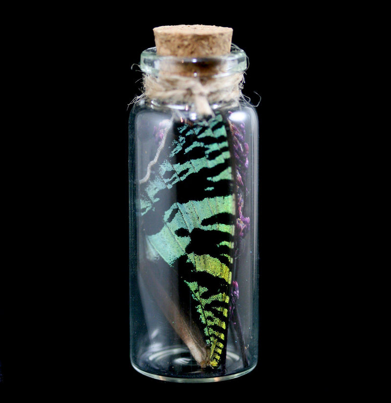 Butterfly Wing In A Glass Bottle - Paxton Gate
