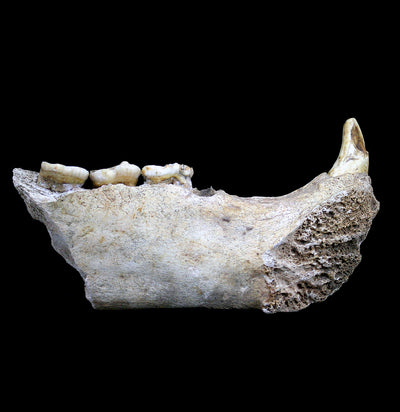 Partial Fossilized Cave Bear Lower Jaw Specimen D - Paxton Gate