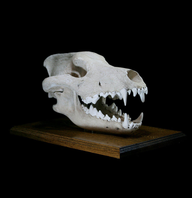 Dire Wolf Replica Skull With Stand - Paxton Gate