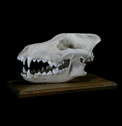 Dire Wolf Replica Skull With Stand - Paxton Gate
