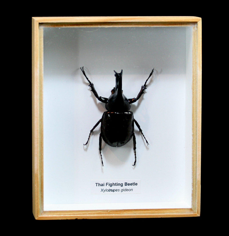 Framed Fighting Beetle - Paxton Gate