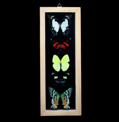 Five Double Glass Framed Mixed Butterflies - Paxton Gate