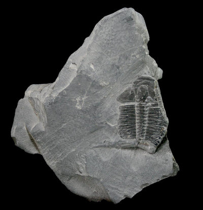 Trilobite Fossil In Matrix - Paxton Gate