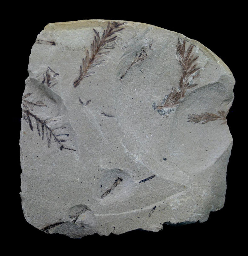 Metasequoia Sprig Fossil Specimen - Paxton Gate