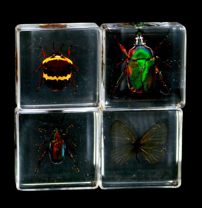 Insect Collection in Acrylic - Paxton Gate