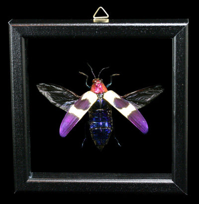 Double Glass Framed Chrysochroa Buqueti Jeweled Beetle - Paxton Gate