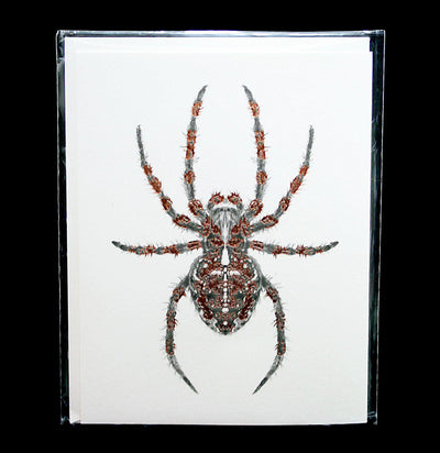 Diadem Spider Greeting Card - Paxton Gate