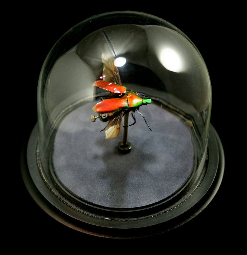 Clockwork Cetoniidae: Torynorrhina Flammea Beetle In Cloche - Paxton Gate