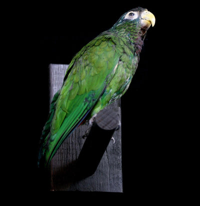 Green Parrot Taxidermy - Paxton Gate