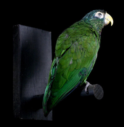 Green Parrot Taxidermy - Paxton Gate