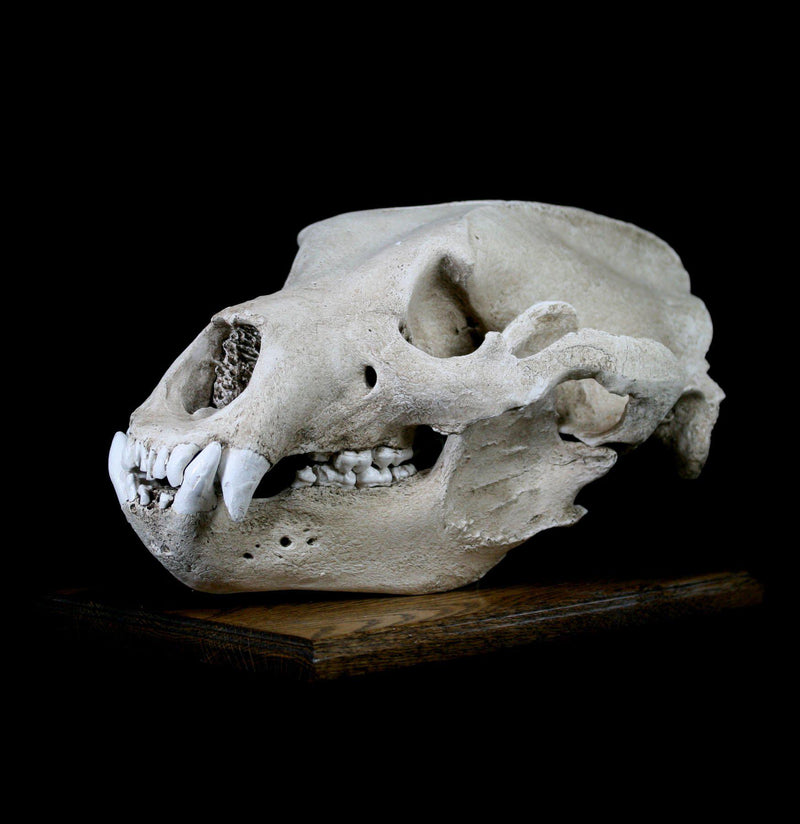 Grizzly Bear Skull Replica With Stand - Paxton Gate