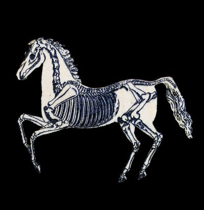 Birch Wood Horse Skeleton Magnet - Paxton Gate