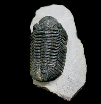 Trilobite Drotops Megalomanicus Fossil - Paxton Gate