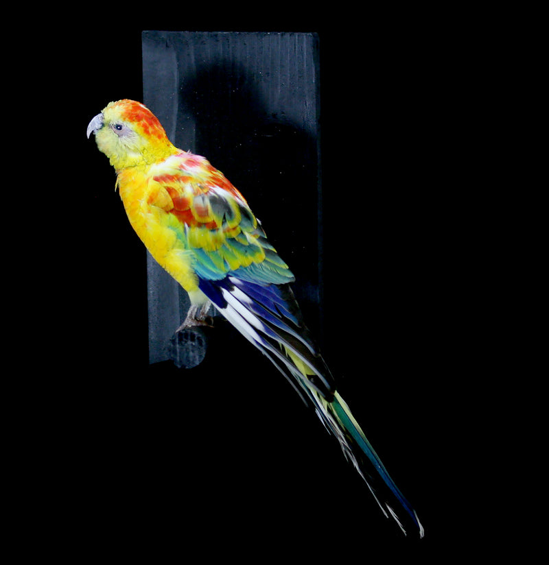 Opaline Red Rump Taxidermy Parrot - Paxton Gate