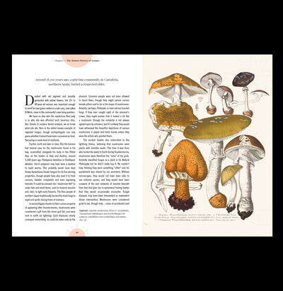 The Magic of Mushrooms: Fungi in folklore, superstition and traditional medicine - Paxton Gate