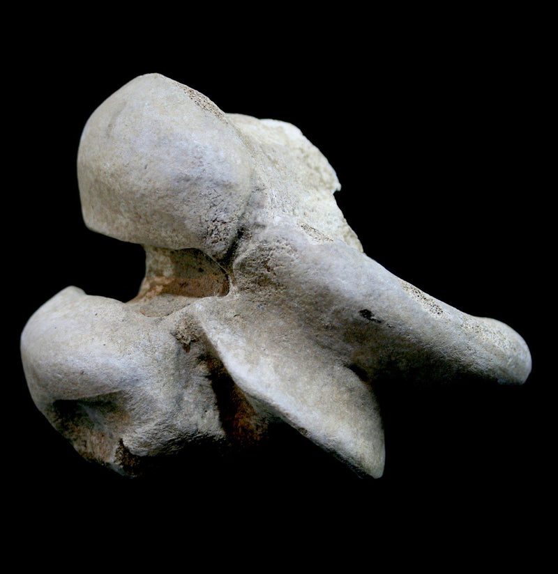Mammoth Hip Bone - Paxton Gate