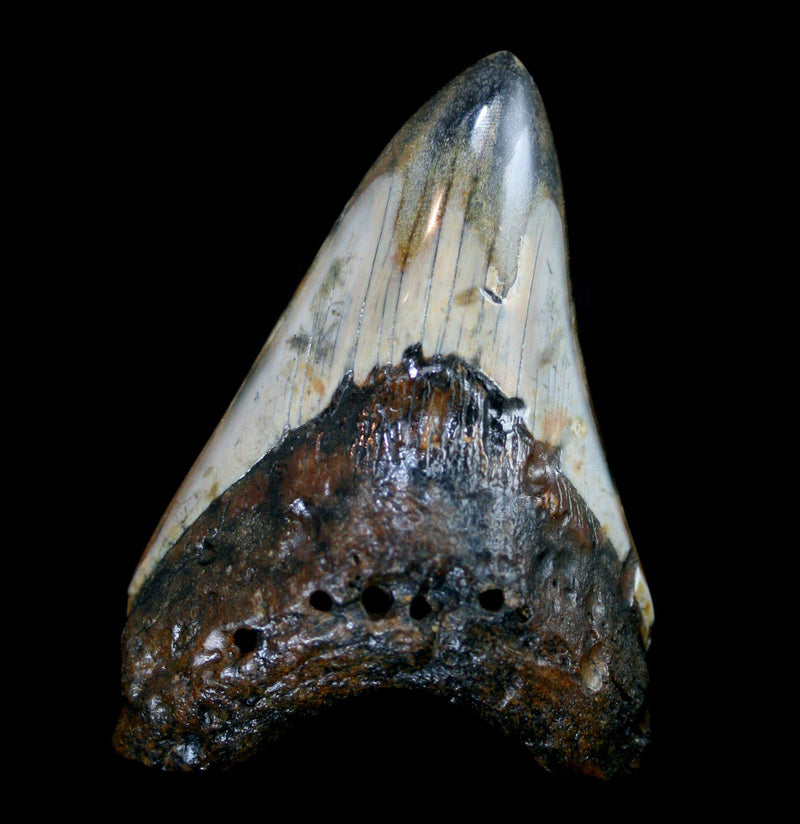 Megalodon Tooth Specimen 