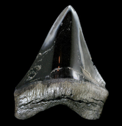 Polished Megalodon Tooth Specimen #14 - Paxton Gate