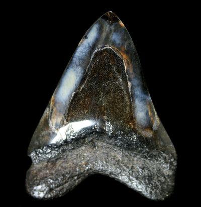 Assorted Polished Megalodon Tooth - Paxton Gate