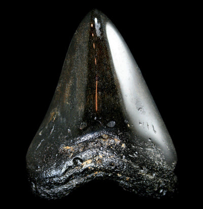 Assorted Polished Megalodon Tooth - Paxton Gate