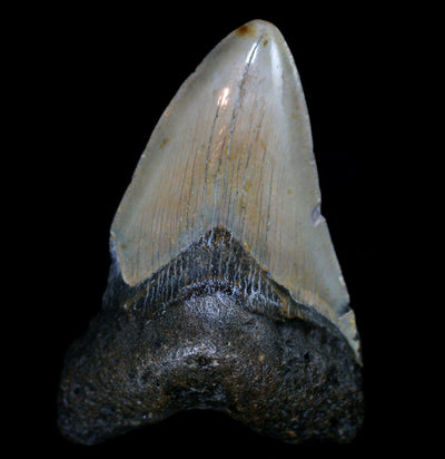 Megalodon Tooth Specimen #16 - Paxton Gate
