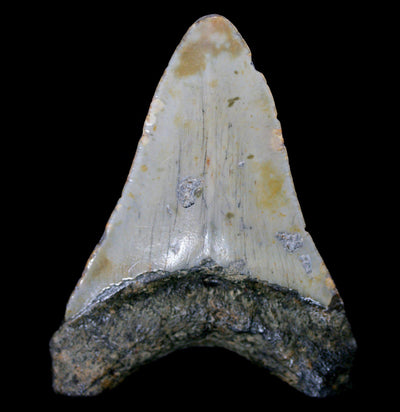 Megalodon Tooth Specimen #17 - Paxton Gate